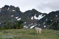 _IGP6573 mountain goat on plateau